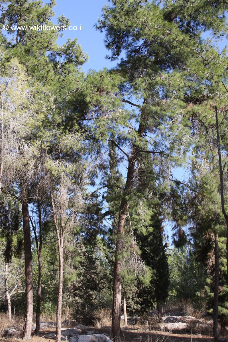 Pinus brutia